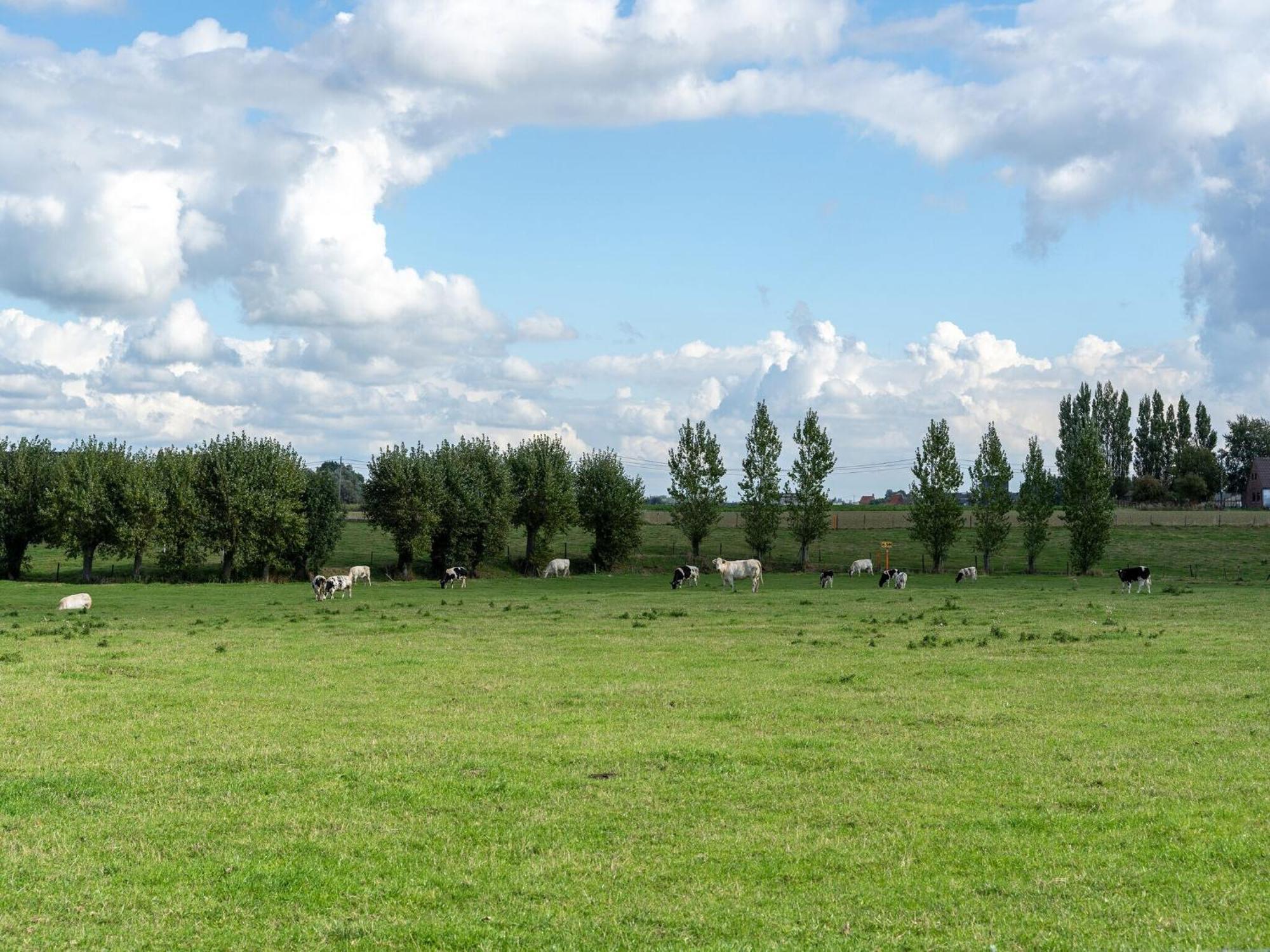 Spacious Holiday Home With Pond In Poperinge Roesbrugge-Haringe Bagian luar foto